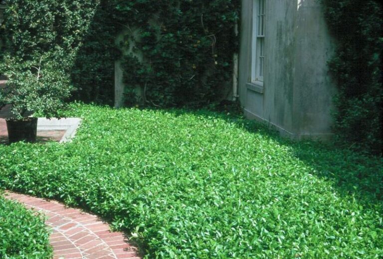 The One Texas Ground Cover That Smothers Weeds So Thoroughly You Stop Reaching for the Sprayer