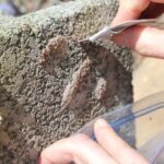 The One Thing North Carolina Gardeners Should Do When Spotted Lanternflies Show Up, Or They Swarm Back Worse In Spring