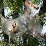 The One Thing North Carolina Gardeners Should Do When Fall Webworm Nests Appear, Or They Come Back Worse Next Summer