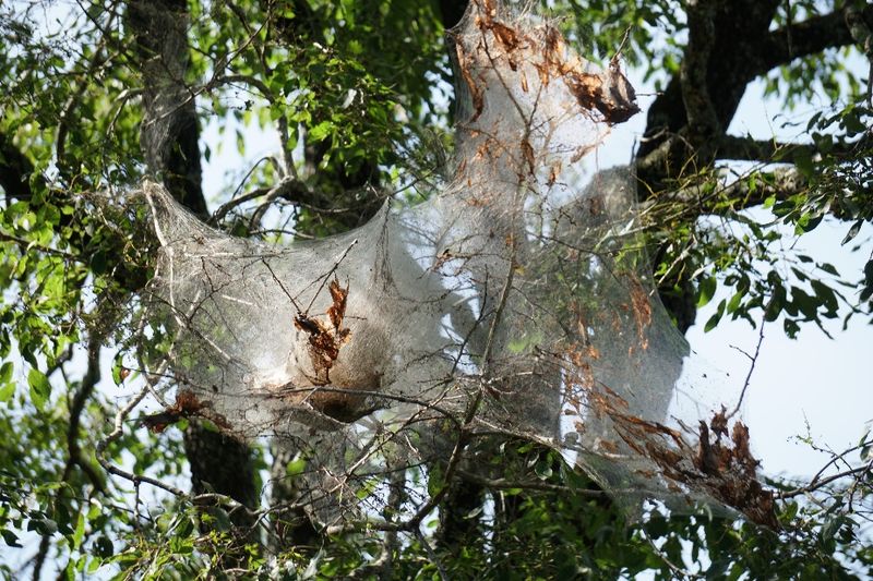 The One Thing North Carolina Gardeners Should Do When Fall Webworm Nests Appear, Or They Come Back Worse Next Summer