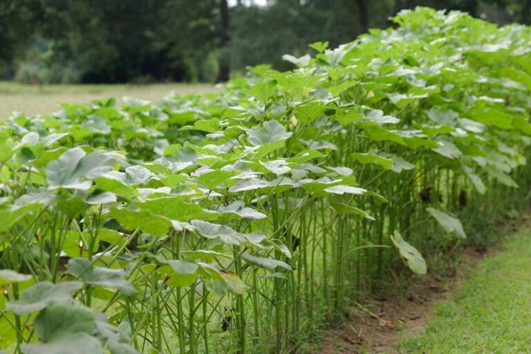 If Your Okra Pods Turn Woody and Tough Before You Pick Them in Late-Summer Heat, Slow Harvesting Is Usually Behind It
