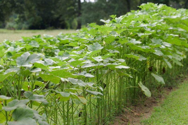 If Your Okra Pods Turn Woody and Tough Before You Pick Them in Late-Summer Heat, Slow Harvesting Is Usually Behind It