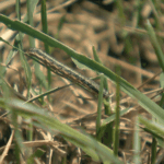 The One Thing North Carolina Gardeners Should Do When Fall Armyworms Appear: Inspect, Confirm, Then Act