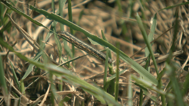The One Thing North Carolina Gardeners Should Do When Fall Armyworms Appear: Inspect, Confirm, Then Act