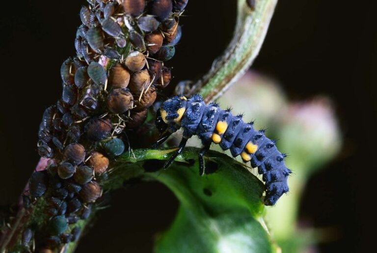 That Spiky California Bug Crawling On Your Roses Is A Baby Ladybug Eating The Aphids, But Homeowners Squash It By Mistake