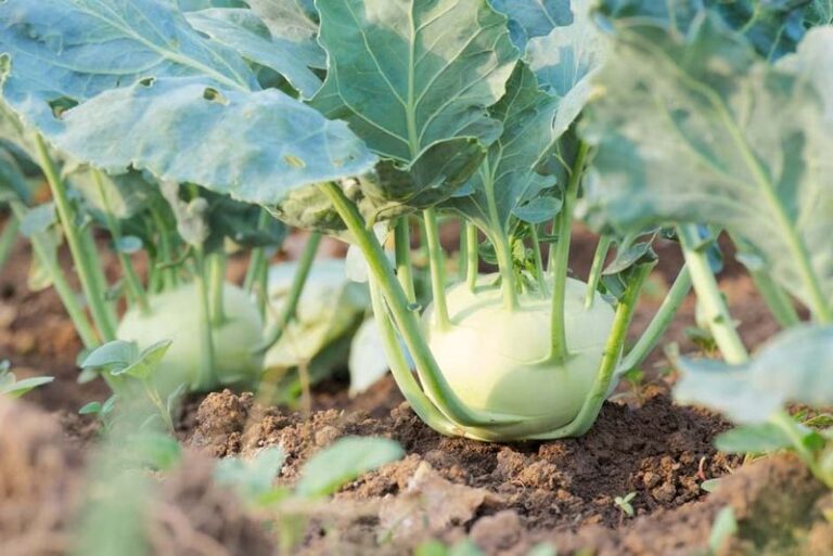 Why Kohlrabi Is the Fast Fall Crop North Carolina Gardeners Should Seed Right Now for a Crisp Late-October Harvest