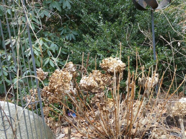 Your Hydrangeas Bloomed Weak This Year — Here’s the One Late-Summer Care Slip That Sets Up Next Season’s Show