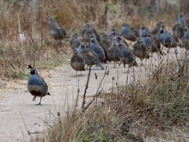 What It Really Means When California Quail Suddenly Start Nesting in Your Backyard This Summer