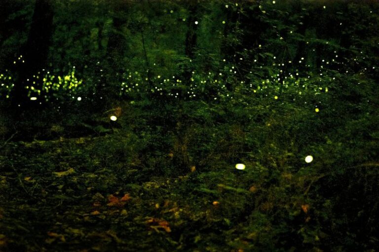 The Most Underrated North Carolina Native Shrub That Draws Fireflies Back To Your Backyard Edge At Dusk