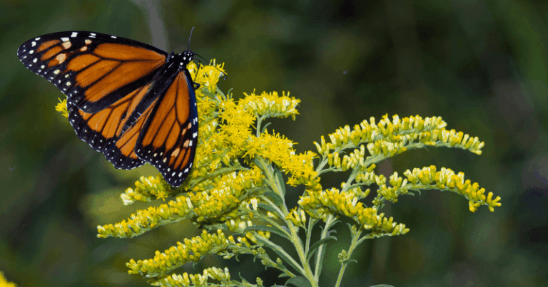 The Most Underrated North Carolina Native That Keeps Feeding Pollinators In September After Everything Else Quits