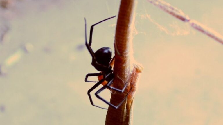 How To Support the California Alligator Lizards That Quietly Eat the Black Widow Spiders Hiding in Your Yard