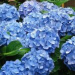 If Your Hydrangeas Grow Big Leaves but No Flowers Right Now, One Pruning Mistake Is Usually Behind It