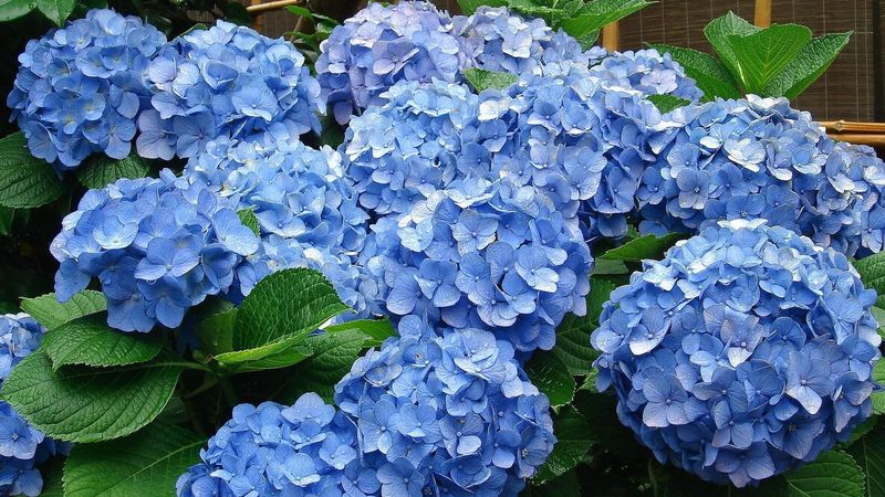 If Your Hydrangeas Grow Big Leaves but No Flowers Right Now, One Pruning Mistake Is Usually Behind It