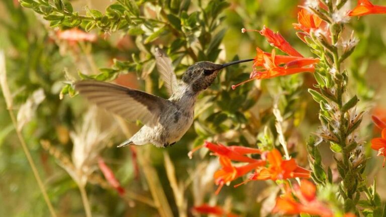 What It Really Means When Hummingbirds Suddenly Flood Your California Yard in Late Summer, and the One Bloom Pulling Them In