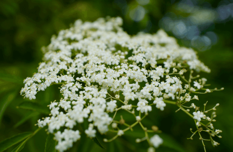 7 Florida Native Trees That Replace Crape Myrtle and Skip the Endless Pruning and Cleanup