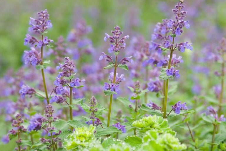 The California Plants That Quietly Keep Mosquitoes Off Your Patio So Evenings Are Yours Again