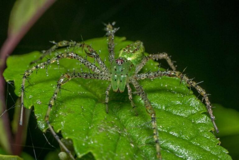 More Green Lynx Spiders On Your Central Texas Porch Means Fewer Roaches, And Here’s How To Draw Them In