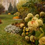 Your Hydrangeas Skimp on Blooms Every Year — Here’s the One Fall Task That Sets Up a Bigger Show Next Season