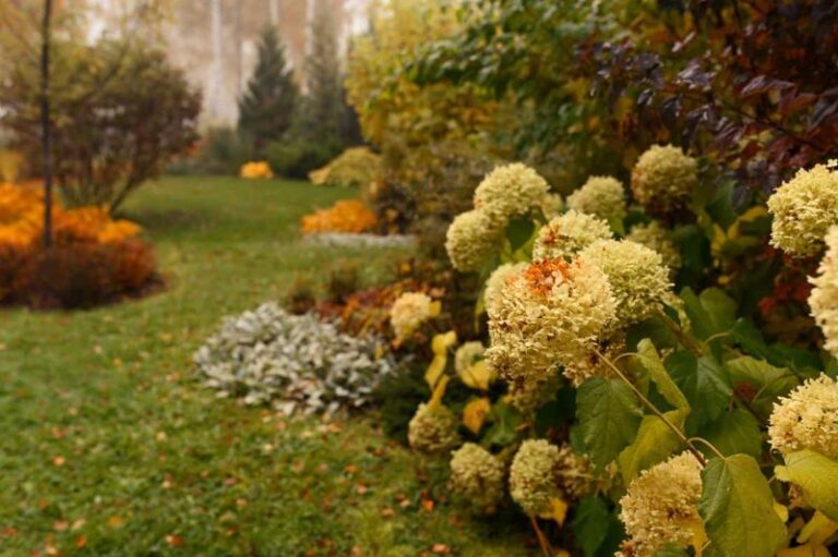 Your Hydrangeas Skimp on Blooms Every Year — Here’s the One Fall Task That Sets Up a Bigger Show Next Season
