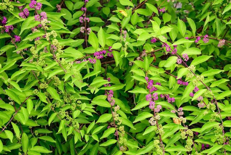 The Most Underrated North Carolina Perennial Shrub With Laboratory Tick-Repellent Potential, Summer Flowers, and Fall Berries
