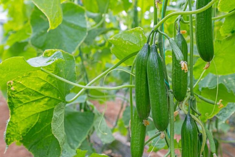 If Your Cucumber Plants Wilt by Afternoon in Late-Summer Heat, One Watering Habit Is Usually Behind It