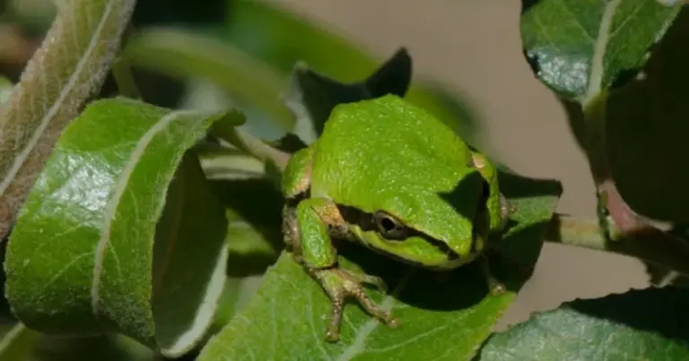 What It Really Means When Tree Frogs Suddenly Start Showing Up in Your California Garden This Summer