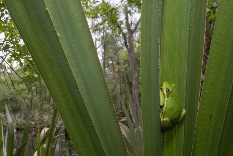 More Green Toads In Your Central Texas Garden Means Fewer Scorpions (Here’s How To Bring Them In)