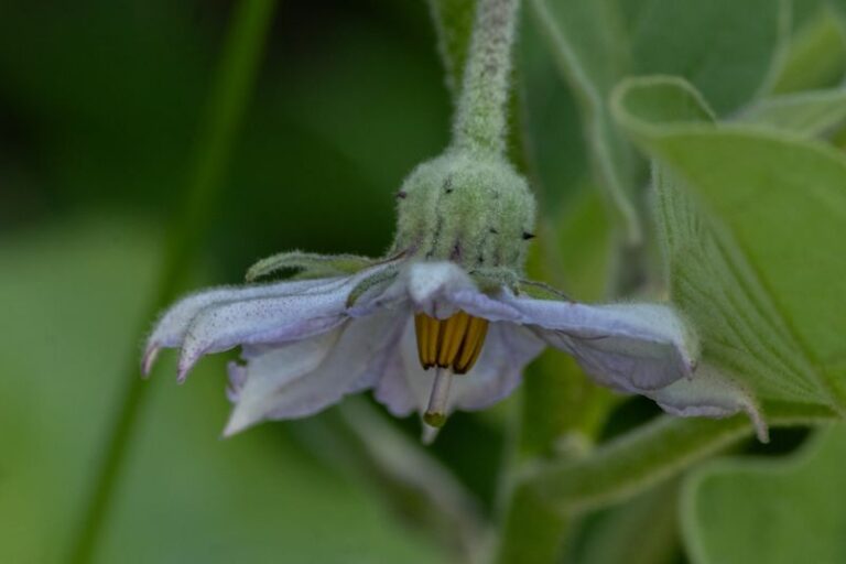 If Your Eggplant Flowers Drop Without Setting Fruit in Late-Summer Heat, Incomplete Pollination Is One Common Contributor