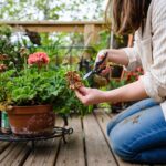 Your Geraniums Stop Blooming Mid-Summer – Here’s the One Missed Task That Cuts the Color Short
