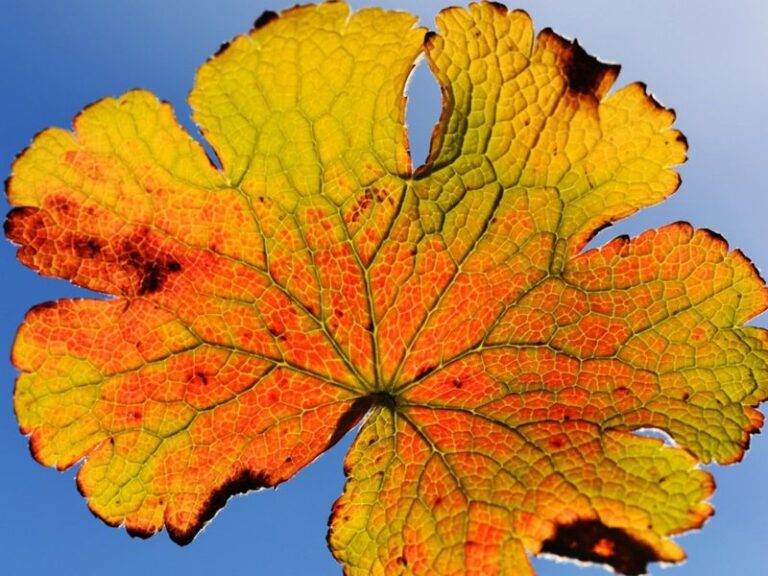 Your Geranium Leaves Turn Yellow and Fade Fast — Here’s the One Care Slip Usually Behind It