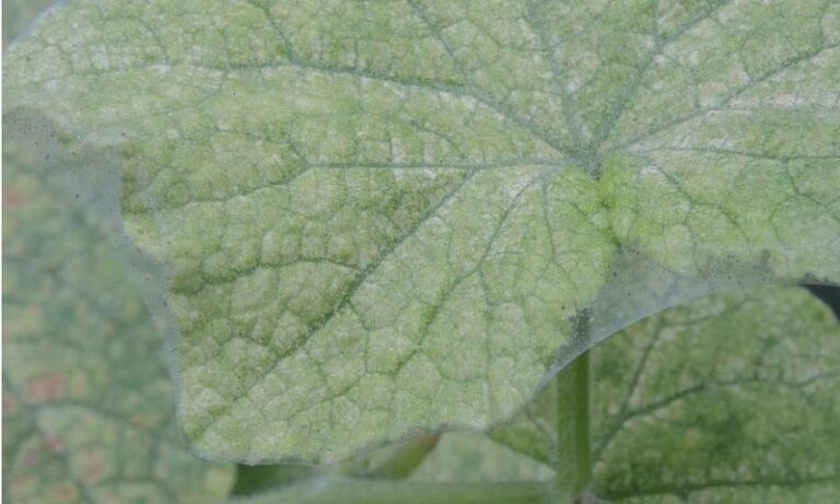 If Your Cucumber Leaves Turn Silvery and Speckled in the Late-Summer Heat, Here Is Why