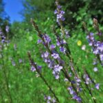 That Purple Weed You Keep Pulling From Your Central Texas Lawn Is Actually a Native Pollinator Plant