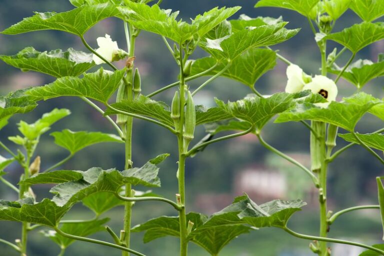 If Your Okra Grows Tall and Leafy but Won’t Pod in Late-Summer Heat, One Feeding Habit Is Usually Behind It