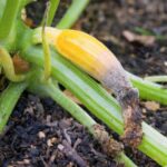 If Your Zucchini Fruit Rots at the Blossom End in Late-Summer Heat, Here Is Why