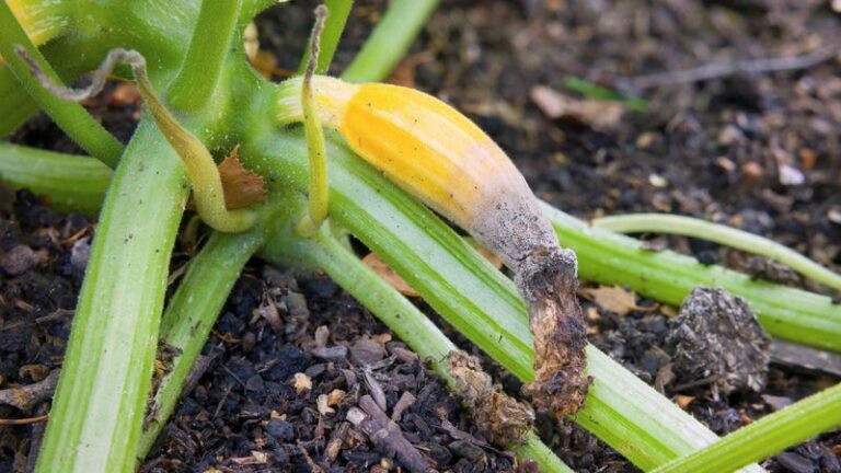 If Your Zucchini Fruit Rots at the Blossom End in Late-Summer Heat, Here Is Why
