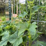 Your Cucumber Vines Grow Long but Stay Bare of Fruit – Here’s the One Care Slip Behind It