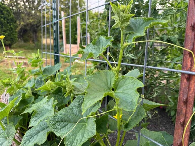 Your Cucumber Vines Grow Long but Stay Bare of Fruit – Here’s the One Care Slip Behind It