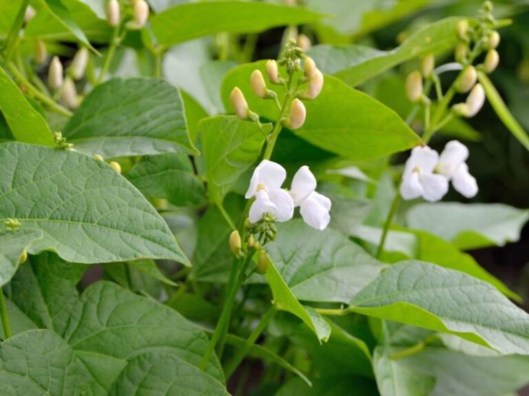 If Your Fall Bush Beans Drop Their Blossoms Before Any Pods Set in Late-Summer Heat, Here Is Why