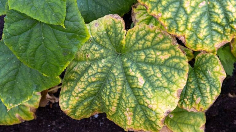 If Your Cucumber Leaves Turn Yellow and Crispy in Late-Summer Heat, Underwatering Is Usually Behind It