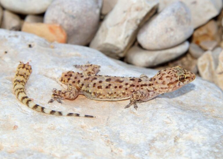 More Geckos On Your Central Texas Porch Means Fewer Roaches Every Warm Night