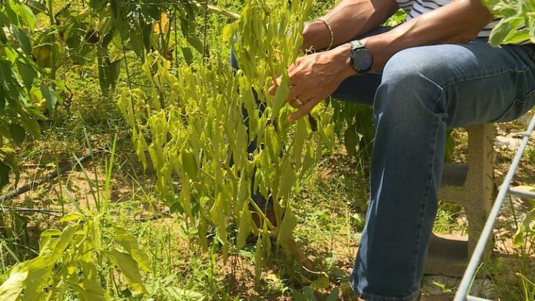 If Your Pepper Plants Wilt at Midday Even With Wet Soil in Late-Summer Heat, Here’s Why