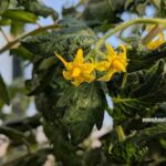 If Your Tomato Plants Suddenly Stop Setting Fruit When Nights Stay Warm in Late-Summer Heat, Here Is Why