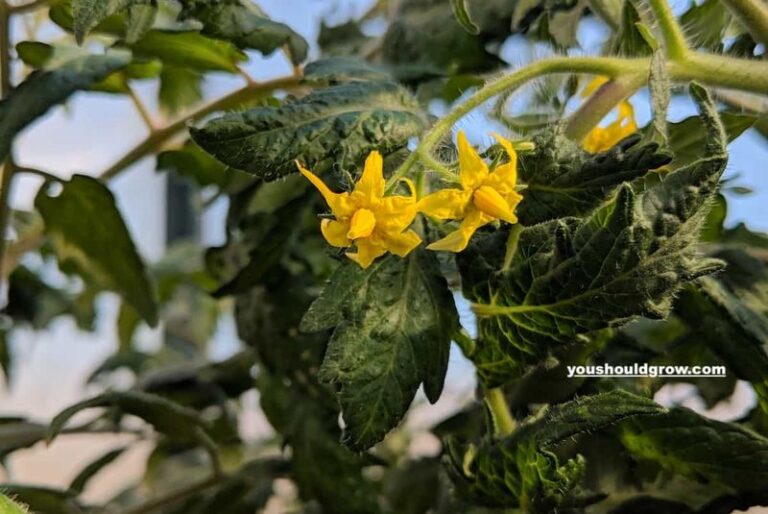 If Your Tomato Plants Suddenly Stop Setting Fruit When Nights Stay Warm in Late-Summer Heat, Here Is Why