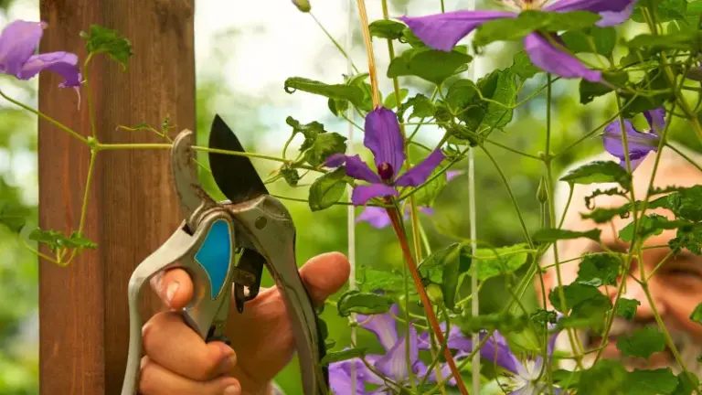 Your Clematis Grows Plenty of Vines but Skips the Flowers – Here’s the Conditional Reset That May Turn It Around