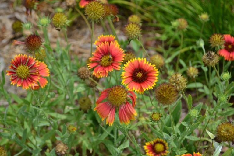 The Florida Native Plants That Bring Pollinators Rushing In While Asking You for Almost Nothing All Summer