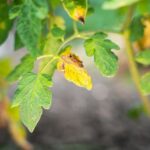 If Your Tomato Leaves Curl and Yellow in Late-Summer Heat, One Watering Habit Is Usually Behind It