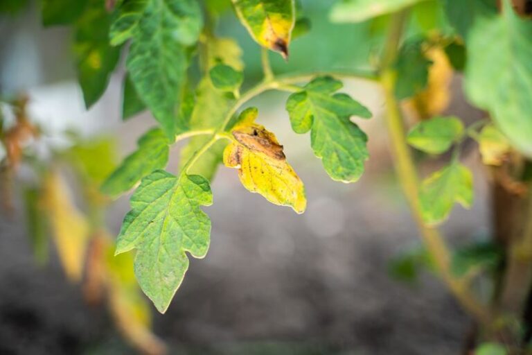 If Your Tomato Leaves Curl and Yellow in Late-Summer Heat, One Watering Habit Is Usually Behind It
