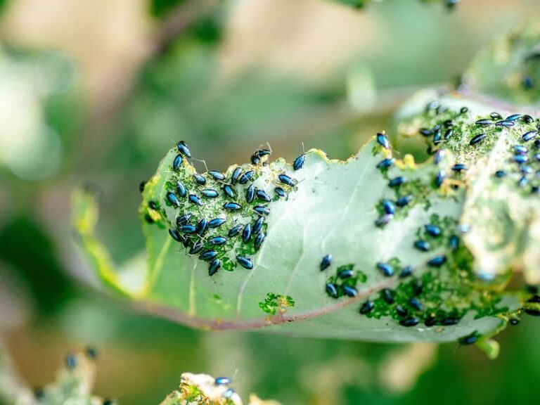 If Your Fall Kale Seedlings Sprout Well but Get Chewed to Lace in Late-Summer Heat, Here Is Why
