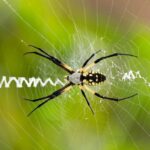 How To Support California Garden Spiders That Quietly Trap the Aphids Wrecking Your Vegetable Beds