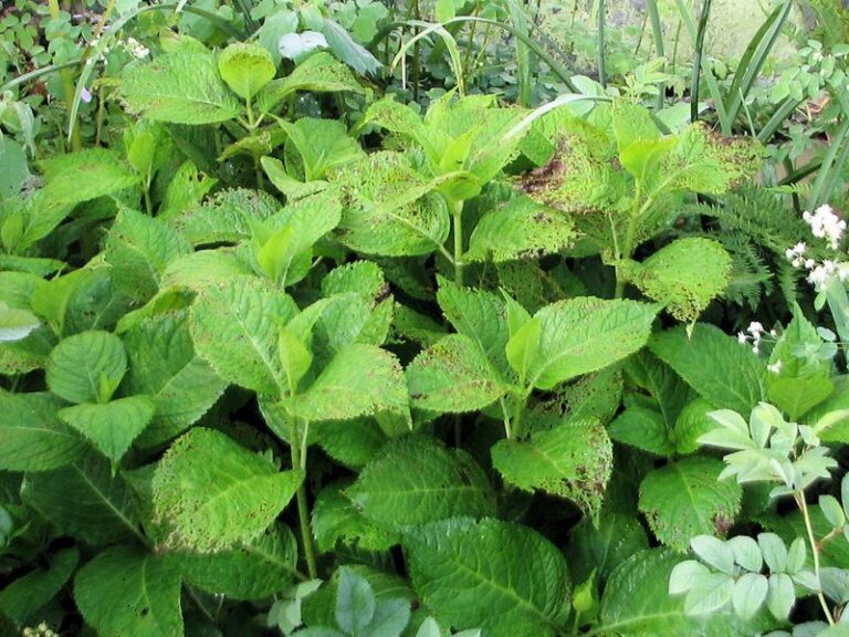 Your Hydrangeas Leaf Out Beautifully but Never Bloom – Here’s the Hidden Reason Behind It